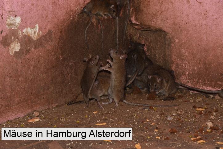 Mäuse in Hamburg Alsterdorf